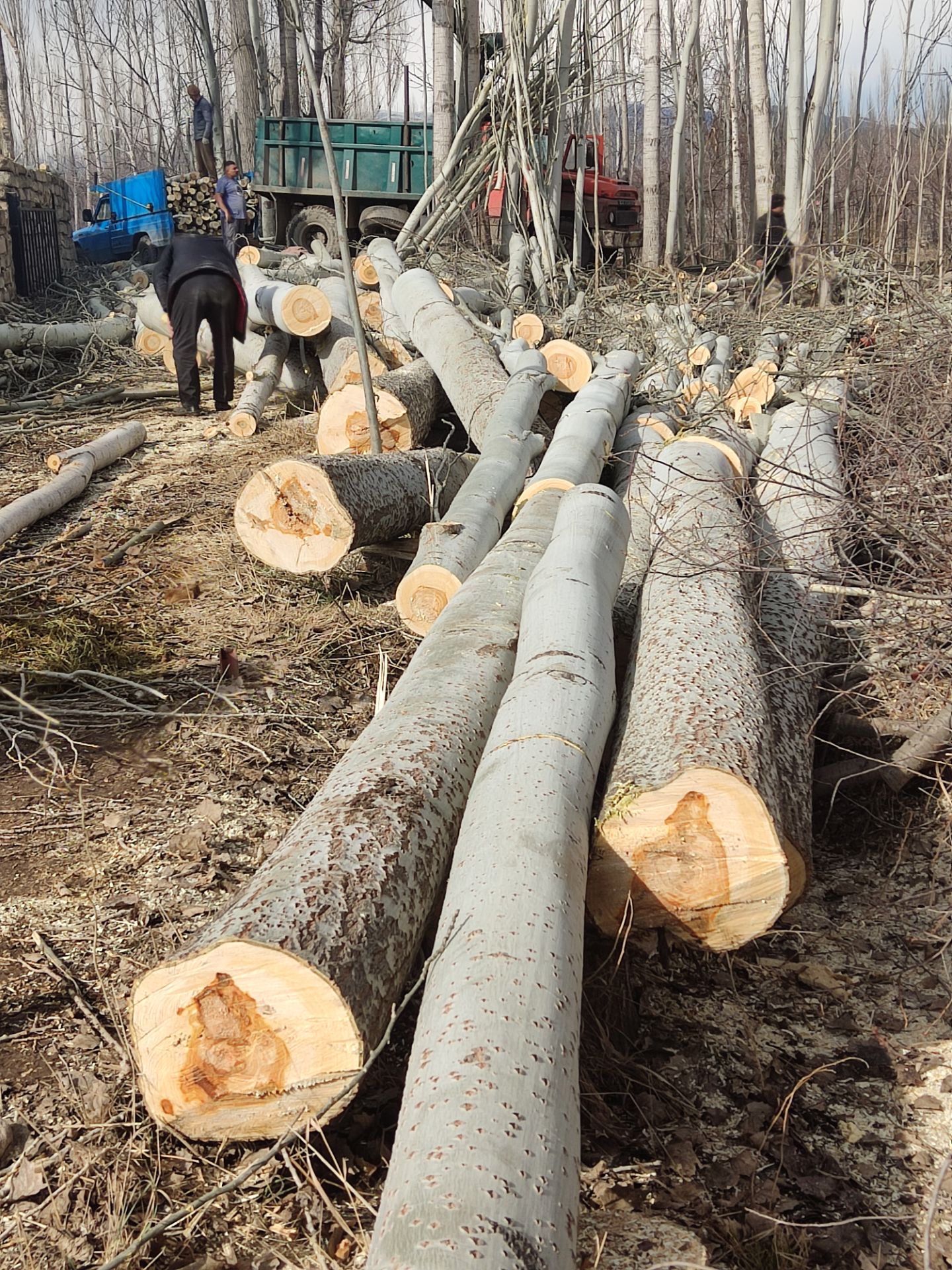 قرارداد تامین چوب برای شرکتها و سازمانهای بزرگ